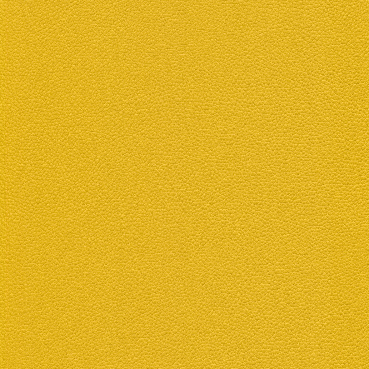 skai® Toronto corn